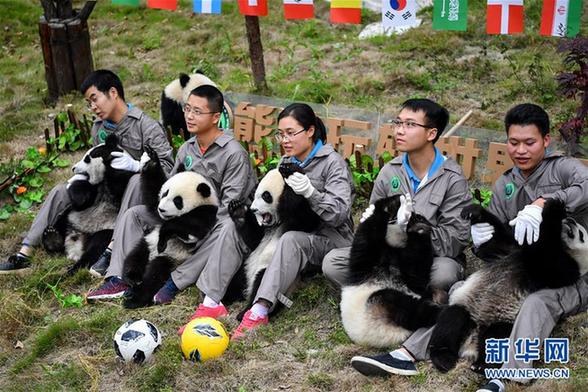 （社会）（6）熊猫“足球赛” 助威世界杯