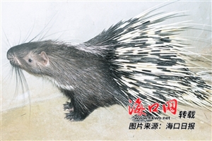 海南豪猪养殖不足5000头 市场前景广阔