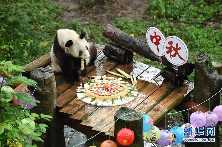 （社会）（1）重庆：手工月饼送给大熊猫