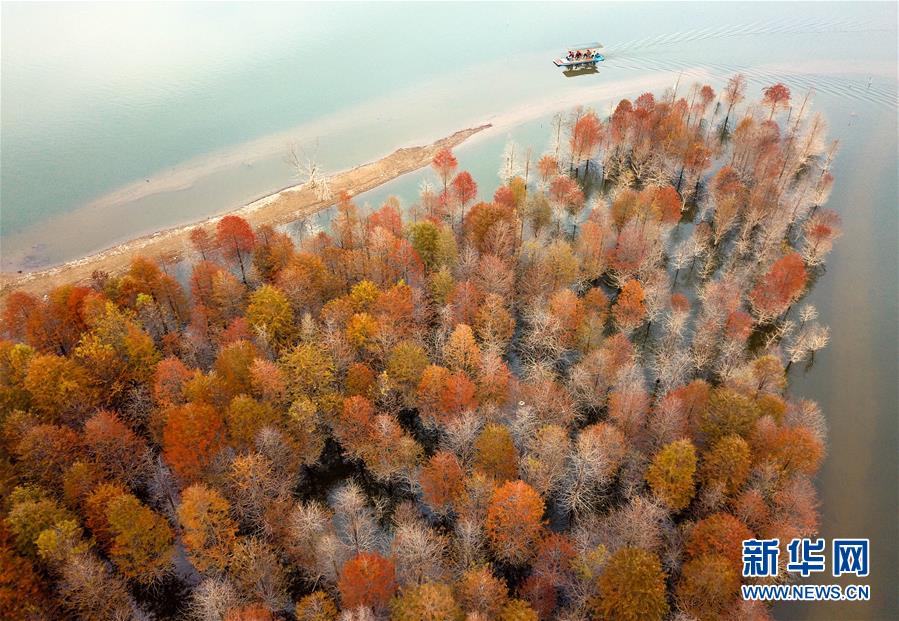 #（美麗中國）（1）安徽寧國：紅杉林染秋色