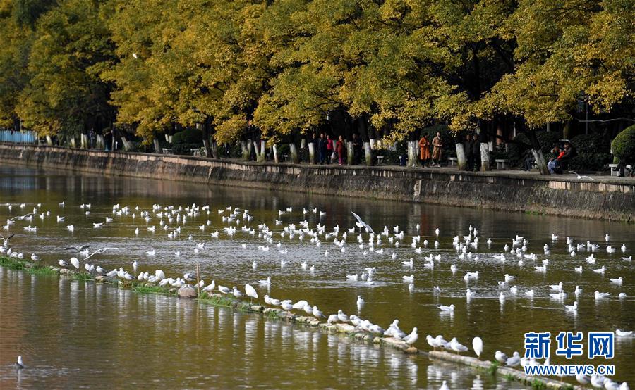 （環(huán)境）（6）紅嘴鷗連續(xù)34年飛臨云南昆明越冬