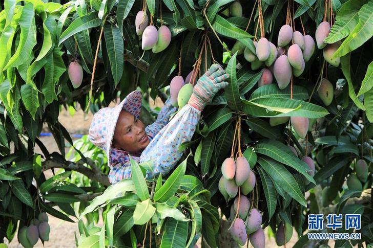 （经济）（1）海南三亚：依附自然优势 做大芒果产业