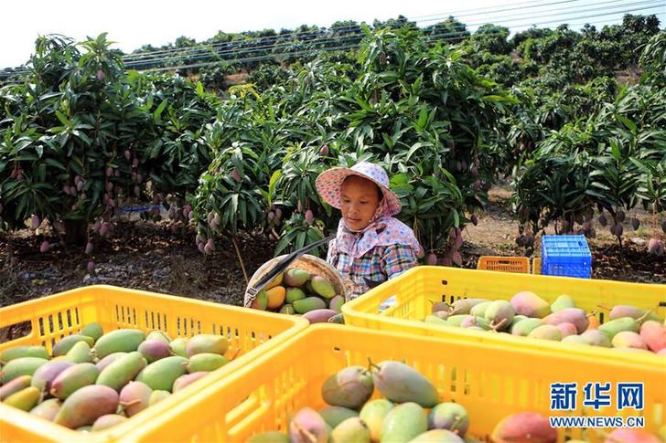 （经济）（3）海南三亚：依附自然优势 做大芒果产业