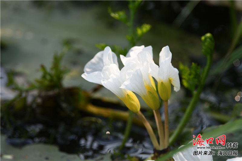 昌旺溪美丽的水菜花.