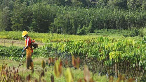 【“一帶一路”農業(yè)行】老牌國企為老撾橡膠產業(yè)帶來新生機