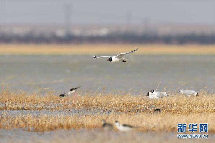 （环境）（1）大批遗鸥重返鄂尔多斯湿地
