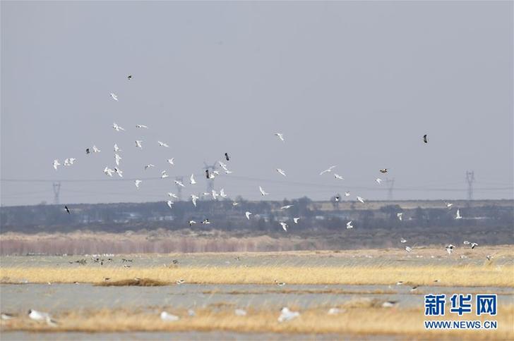 （环境）（2）大批遗鸥重返鄂尔多斯湿地