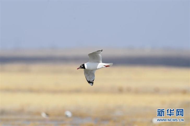（环境）（3）大批遗鸥重返鄂尔多斯湿地