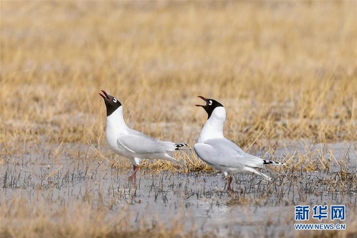 （环境）（4）大批遗鸥重返鄂尔多斯湿地
