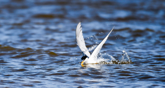  白额燕鸥集群飞舞海口五源河国家湿地公园