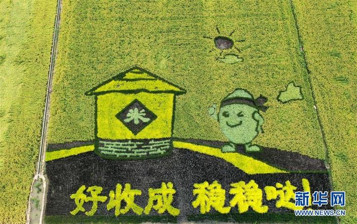 （环境）（1）稻田作画庆丰收