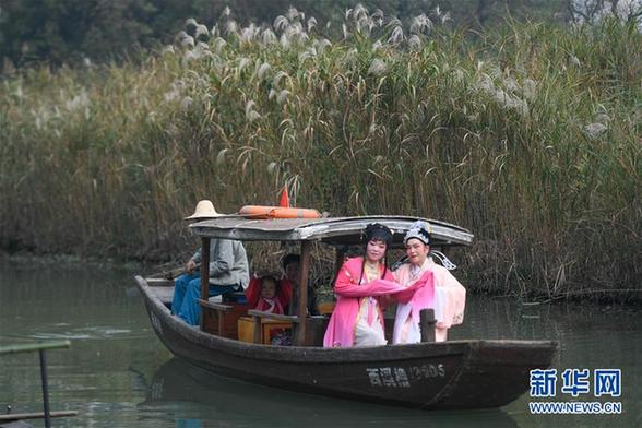 （环境）（1）西溪湿地芦花白