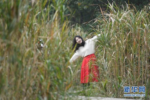 （环境）（3）西溪湿地芦花白