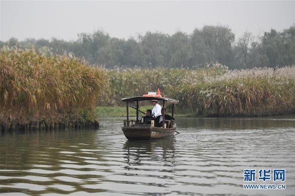 （环境）（4）西溪湿地芦花白
