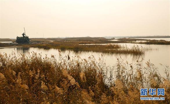 （环境）（2）内蒙古托克托县：黄河两岸秋色美