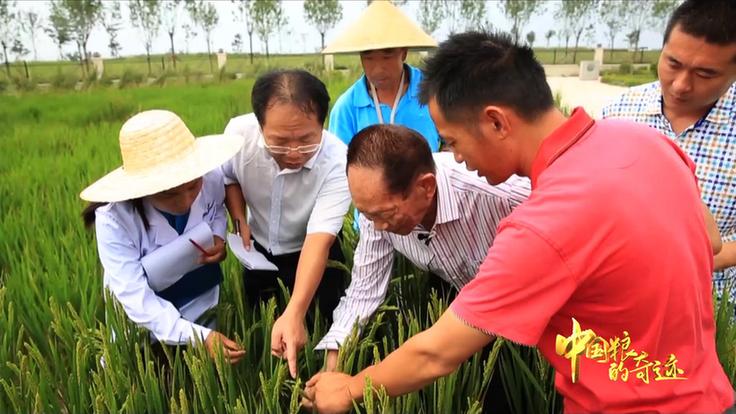 袁隆平,他让世界知道了中国水稻的科研实力.