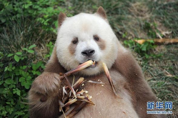 （图文互动）（1）全球唯一圈养棕色大熊猫“七仔”被终身认养