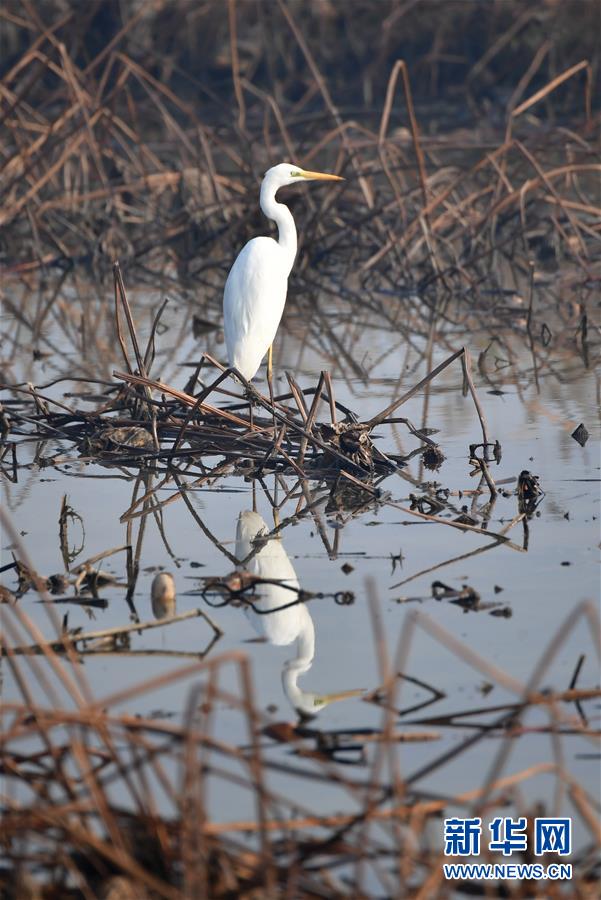 （美丽中国）（5）黄河湿地景如画