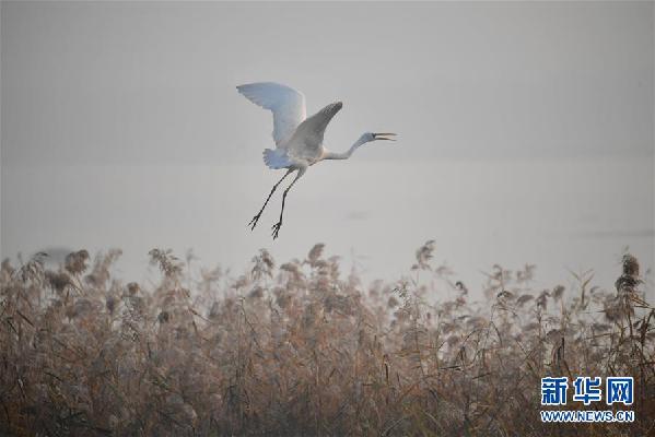 （美丽中国）（4）黄河湿地景如画