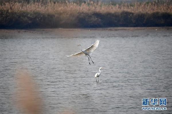 （美丽中国）（1）黄河湿地景如画