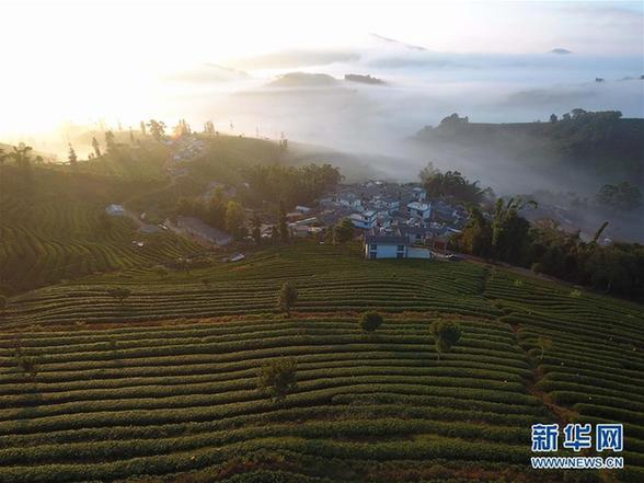 （环境）（5）云南思茅：茶园云海美如画