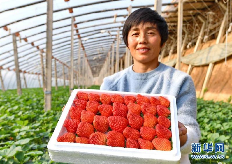 （经济）（3）河北乐亭：滦河岸边草莓飘香