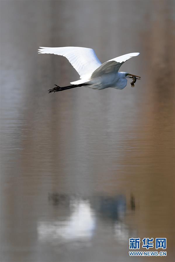 （环境）（4）山西太原：白鹭汾河舞