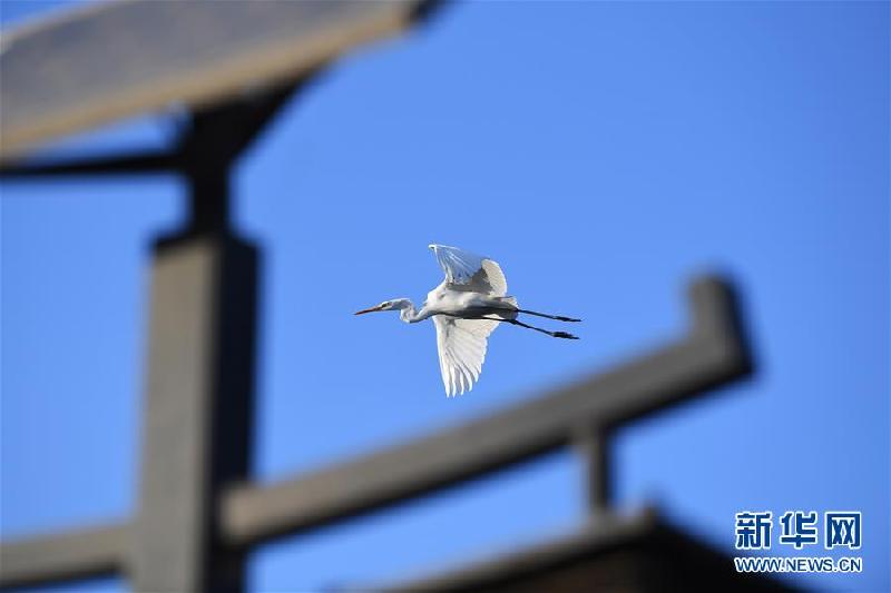 （环境）（2）山西太原：白鹭汾河舞