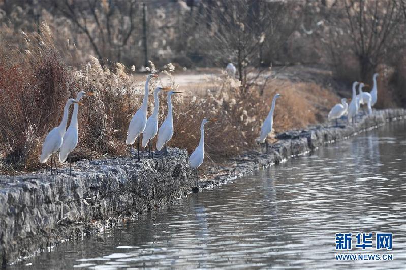 （环境）（3）山西太原：白鹭汾河舞