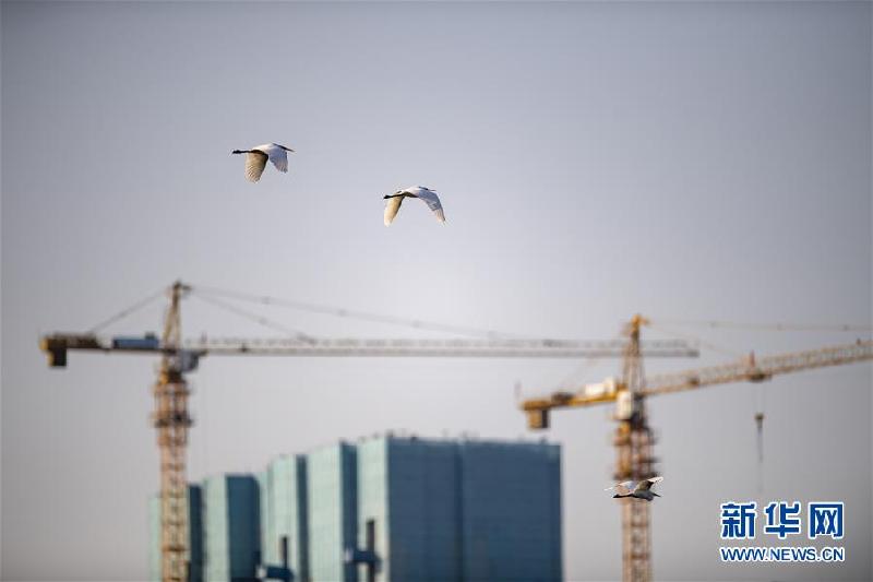 （环境）（5）山西太原：白鹭汾河舞