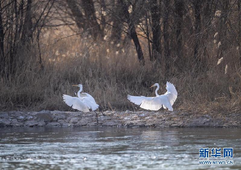 （环境）（6）山西太原：白鹭汾河舞