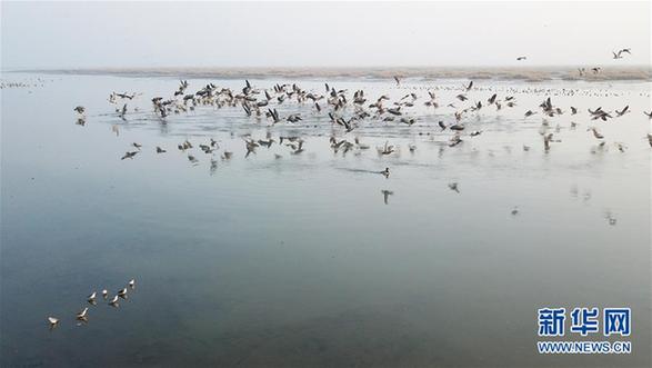 （美丽中国）（3）安徽升金湖迎来候鸟迁徙高峰