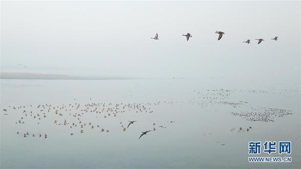 （美丽中国）（4）安徽升金湖迎来候鸟迁徙高峰