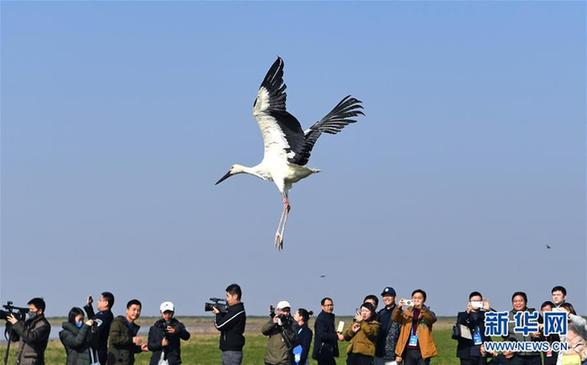 （环境）（2）120只珍稀候鸟放飞鄱阳湖