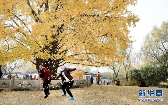 （环境）（4）上海：千年银杏盛装迎冬