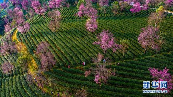 （美丽中国）（1）无量山樱花谷：茶园泛绿 樱花似霞