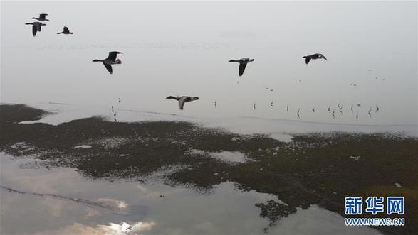 （环境）（2）安徽：冬日湿地 候鸟纷至
