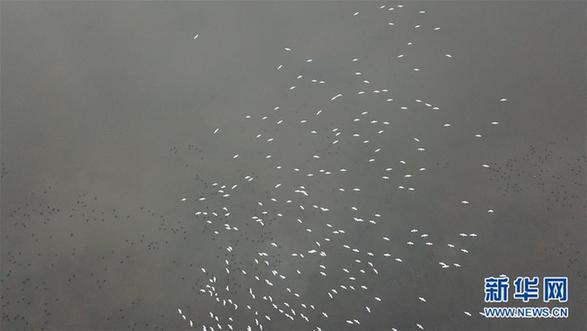 （环境）（4）安徽：冬日湿地 候鸟纷至