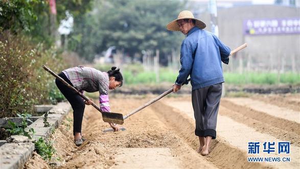 （经济）（3）广西合浦农民抢收忙冬种