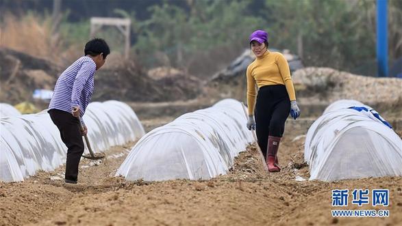 （经济）（1）广西合浦农民抢收忙冬种