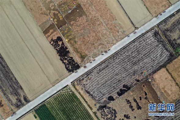 （经济）（2）广西合浦农民抢收忙冬种