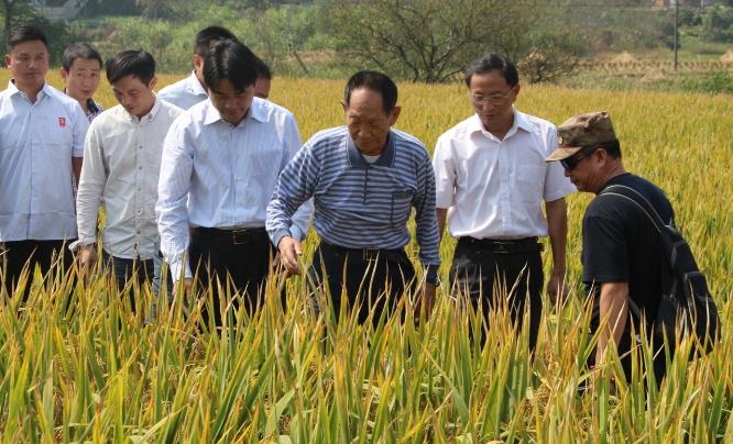 痛别!中国"杂交水稻之父"袁隆平逝世