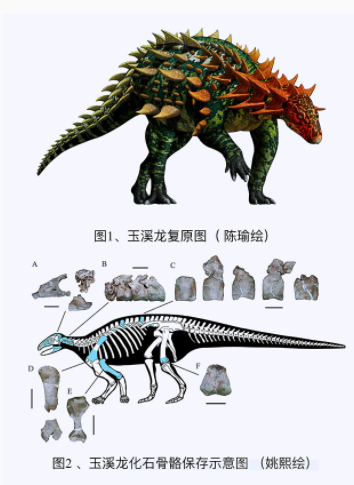 有甲类恐龙化石在1亿5千万年前的侏罗纪晚期岩石中较为常见,但在近2亿