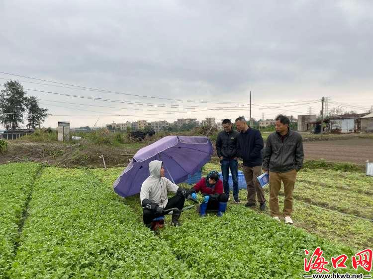 海口美兰区组织专家深入各镇指导农业防寒减灾工作[图］(图1)