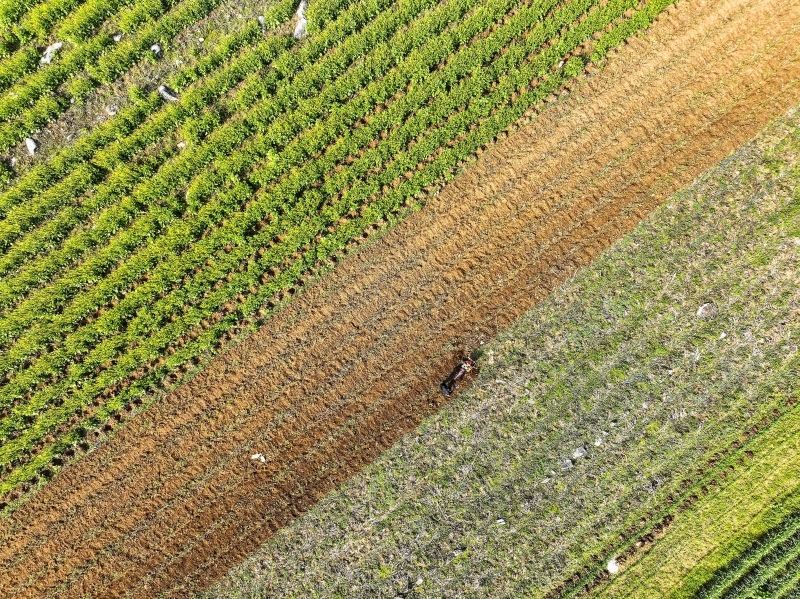 2025年3月2日,贵州省毕节市,黔西市锦星镇红旗村,村民在利用小型农机翻耕土地种植玉米。