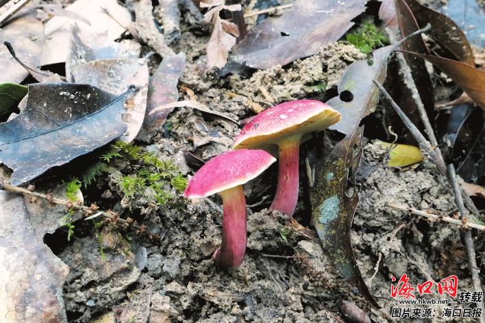 4f0d3a3fc0b382275234164e482cbb4f_1985541b3f379996461564b23c46ffae.jpg 4f0d3a3fc0b382275234164e482cbb4f_1985541b3f379996461564b23c46ffae.jpg