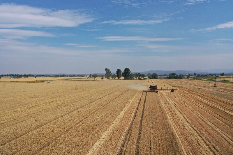 2025年6月3日，河南焦作，温县黄河街道滩王庄村农民驾驶收割机收获小麦。