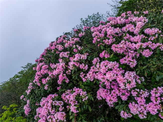 梵净山杜鹃盛开。梵净山供图 第1眼TV-华龙网发