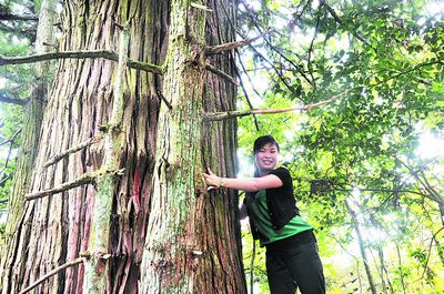 湖南炎陵发现200余岁杉树王高约25米图