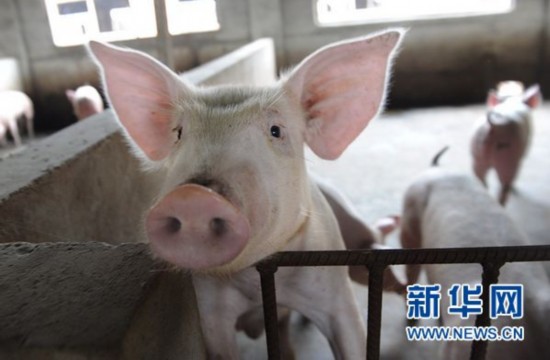 中国经济30年频遭"猪周期"搅局 生产消费皆受伤